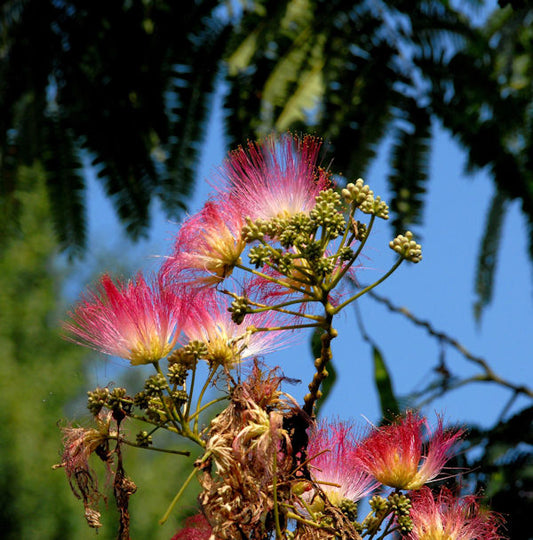  Seidenakazie Evis Pride - Schlafbaum 125-150cm - Albizia Julibrissin