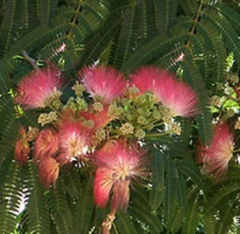  Rosa Seidenakazie - Schlafbaum 40-60cm - Albizia Julibrissin