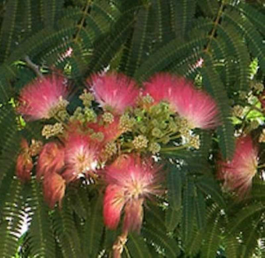  Rosa Seidenakazie - Schlafbaum 40-60cm - Albizia Julibrissin