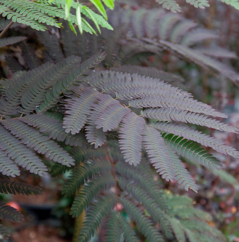  Seidenakazie Summer Chocolate - Schlafbaum 125-150cm - Albizia Julibrissin