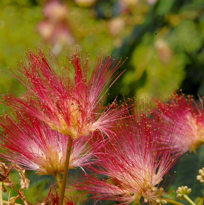  Hochstamm Seidenakazie Tropical Dream - Schlafbaum 80-100cm - Albizia Julibrissin