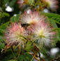  Seidenakazie Ombrella - Schlafbaum 60-80cm - Albizia Julibrissin