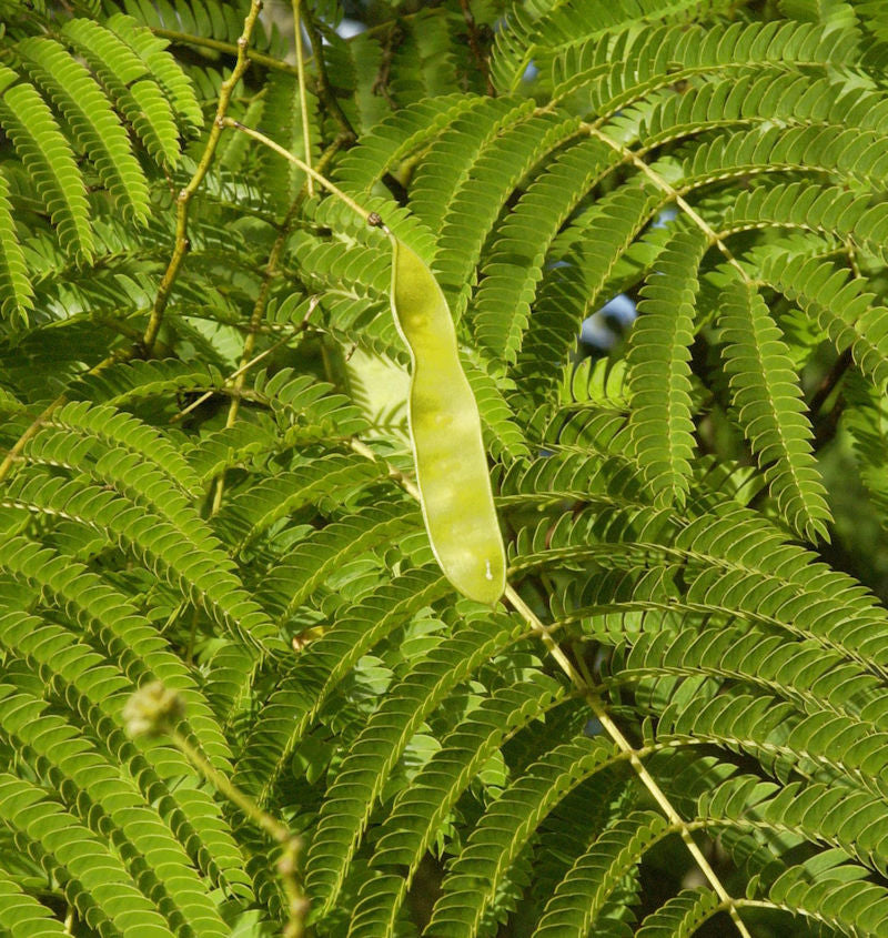  Seidenakazie - Schlafbaum 60-80cm - Albizia Julibrissin