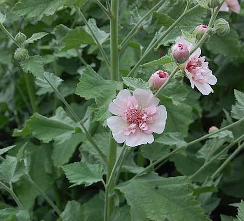  Stockrose Parkfrieden - Alcalthaea Suffrutescens
