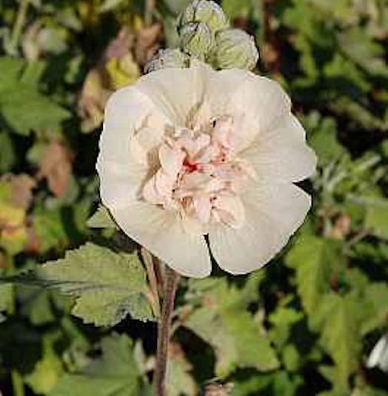  Stockrose Parkallee - Alcalthaea Suffrutescens