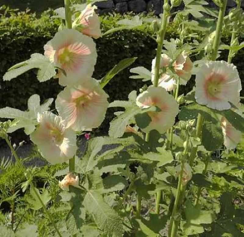  Feigenblättrige Stockrose - Alcea Ficifolia