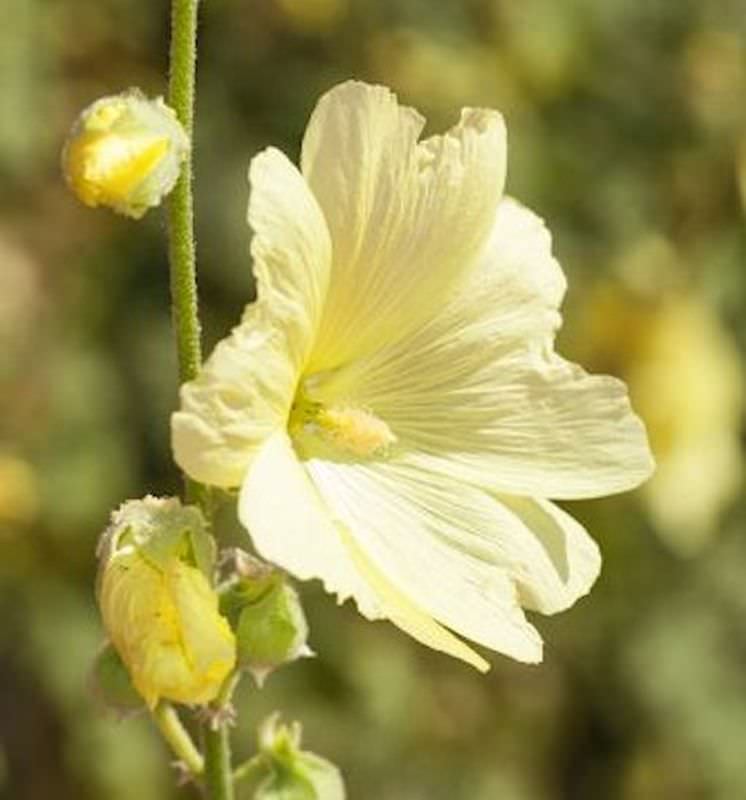  Gelbe Stockrose - Alcea Rosea