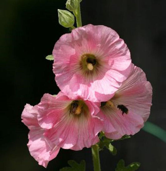  Rosa Stockrose - Alcea Rosea