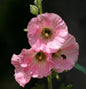  Rosa Stockrose - Alcea Rosea