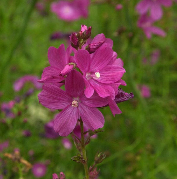  Lila Stockrose - Alcea Rosea