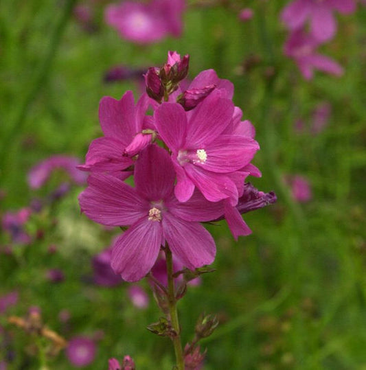  Lila Stockrose - Alcea Rosea