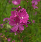  Lila Stockrose - Alcea Rosea