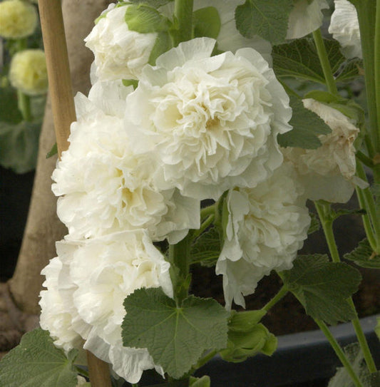  Weiße Stockrose - Alcea Rosea