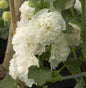  Weiße Stockrose - Alcea Rosea