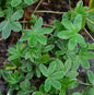 Alpen Frauenmantel - Alchemilla Alpina