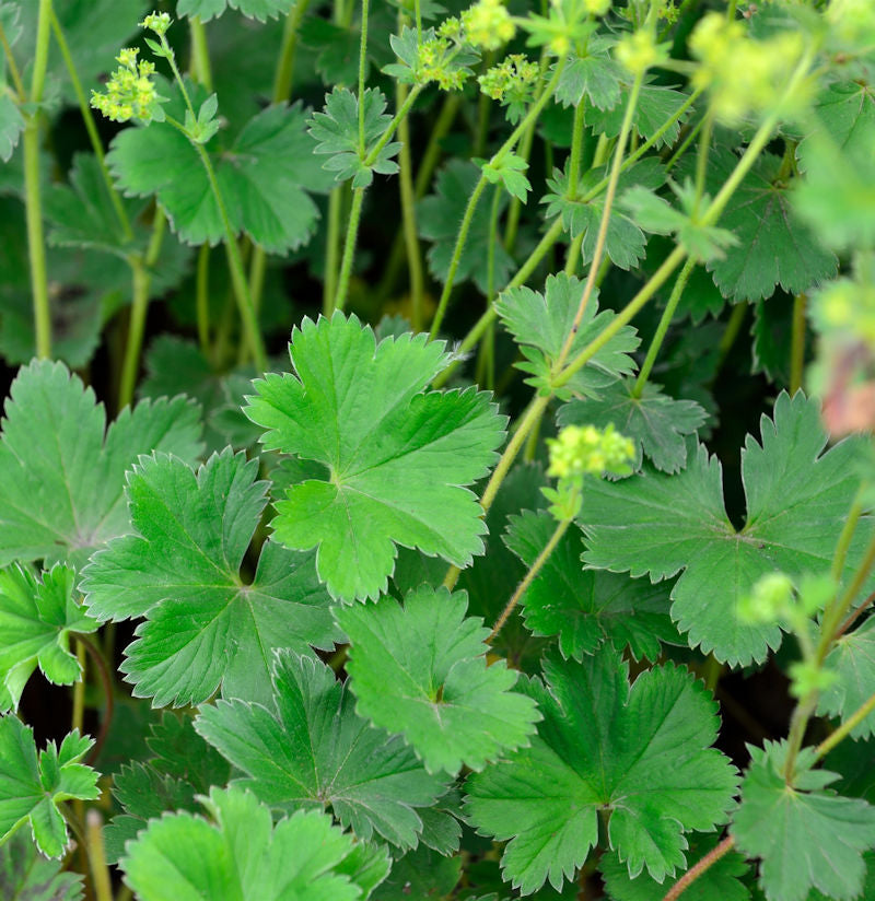  Frauenmantel Alma - Alchemilla Erythropoda