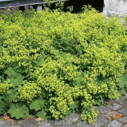  Frauenmantel Irish Silk - Großer Topf - Alchemilla Mollis