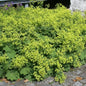  Frauenmantel Irish Silk - Großer Topf - Alchemilla Mollis