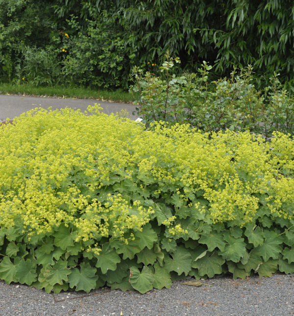  Frauenmantel Mollis - Großer Topf - Alchemilla Mollis