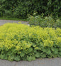  Frauenmantel Mollis - Großer Topf - Alchemilla Mollis