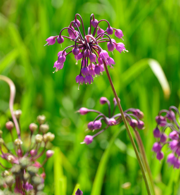  Zierlauch Hidcote - Allium Cernuum