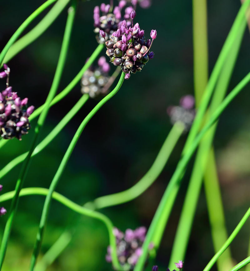  Schlangen Lauch Bizarr - Allium Scorodoprasum