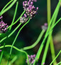  Schlangen Lauch Bizarr - Allium Scorodoprasum