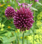  Zierlauch Purpurviolett - Allium Sphaerocephalon