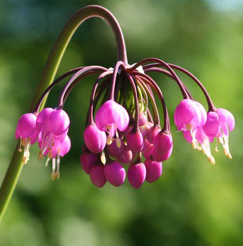  Zierlauch - Allium Cernuum