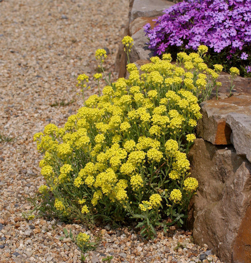  Bergsteinkraut Berggold - Alyssum Montanum