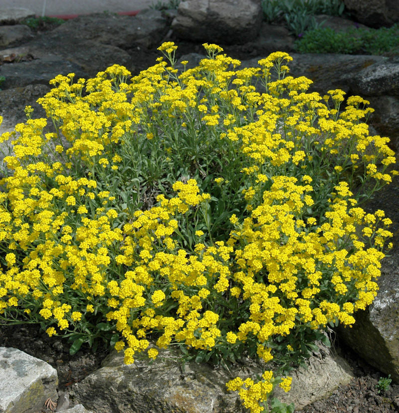 Steinkraut Goldkugel - Alyssum Saxatile
