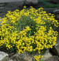  Steinkraut Goldkugel - Alyssum Saxatile