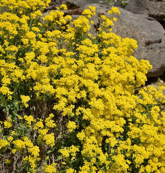  Felsen-Steinkraut - Alyssum Saxatile