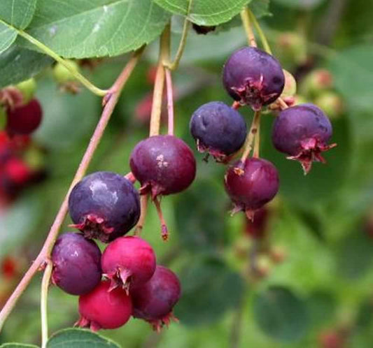  Hochstamm Felsenbirne Rainbow Pillar® 100-125cm - Amelanchier