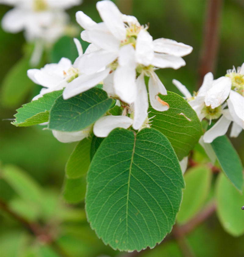  Erlenblättrige Felsenbirne Greatberry Aroma 40-60cm - Amelanchier Alnifolia