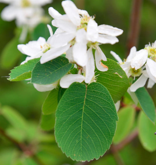  Erlenblättrige Felsenbirne Greatberry Aroma 40-60cm - Amelanchier Alnifolia