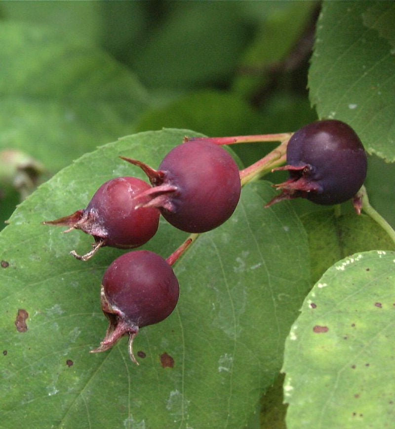  Erlenblättrige Felsenbirne Thiessen 60-80cm - Amelanchier Alnifolia