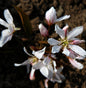  Hochstamm Baumfelsenbirne Robin Hill 80-100cm - Amelanchier Arborea