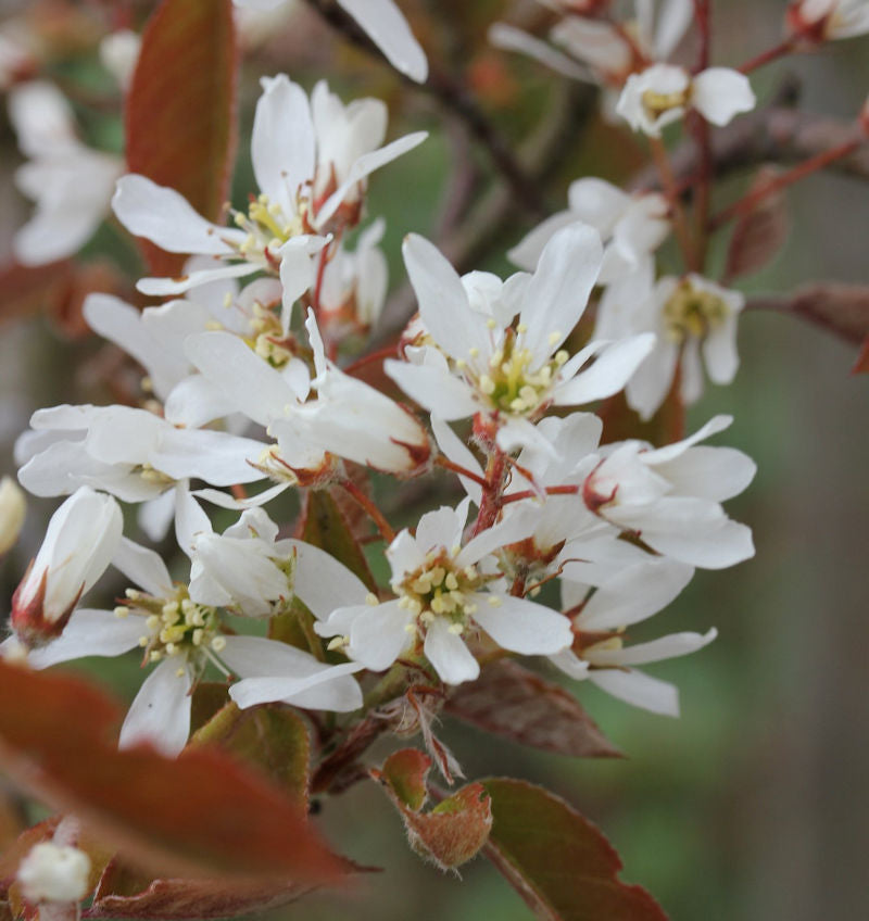 Kupfer Felsenbirne 125-150cm - Amelanchier Lamarckii