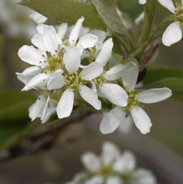  Echte Felsenbirne 40-60cm - Amelanchier Rotundifolia