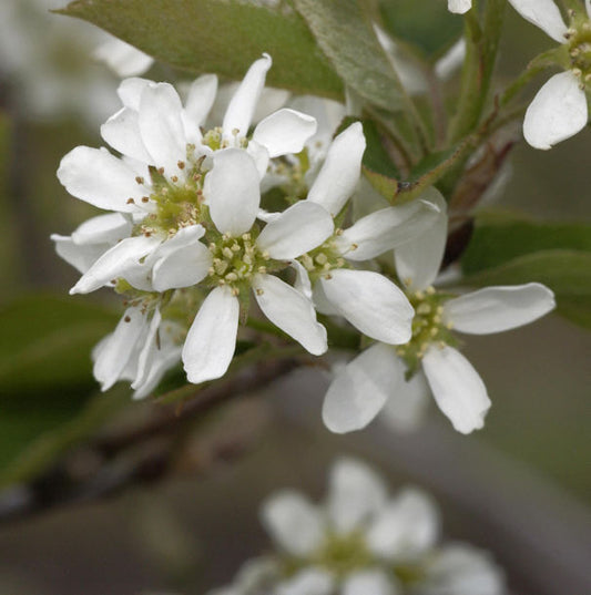  Echte Felsenbirne 40-60cm - Amelanchier Rotundifolia