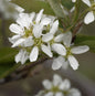  Echte Felsenbirne 40-60cm - Amelanchier Rotundifolia