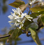  Felsenbirne Ballerina 60-80cm - Amelanchier