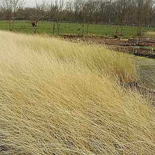  Strandhafer - Ammophila Arenaria
