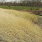  Strandhafer - Ammophila Arenaria