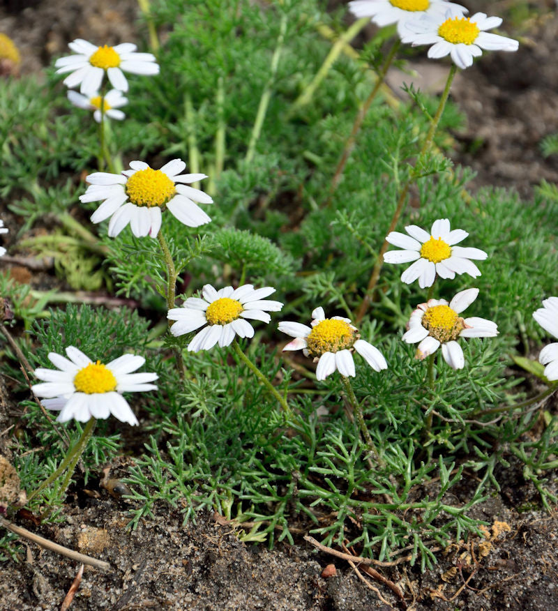 Marokko Kamille - Anacyclus Depressus
