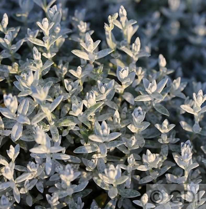  Teppich Perlkörbchen - Anaphalis Alpicola