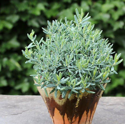  Lavendelheide Blue Lagoon - Andromeda Polifolia