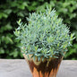  Lavendelheide Blue Lagoon - Andromeda Polifolia