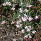  Lavendelheide Compacta - Andromeda Polifolia